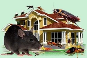 kenyan pest control services-kenya-pest exterminators-affordable