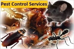 Pest control-pest exterminators-kenya-home care services